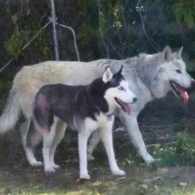 The wolf is almost twice the size of the husky