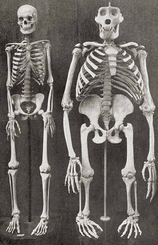The gorilla rib cage and pelvic bone are much wider