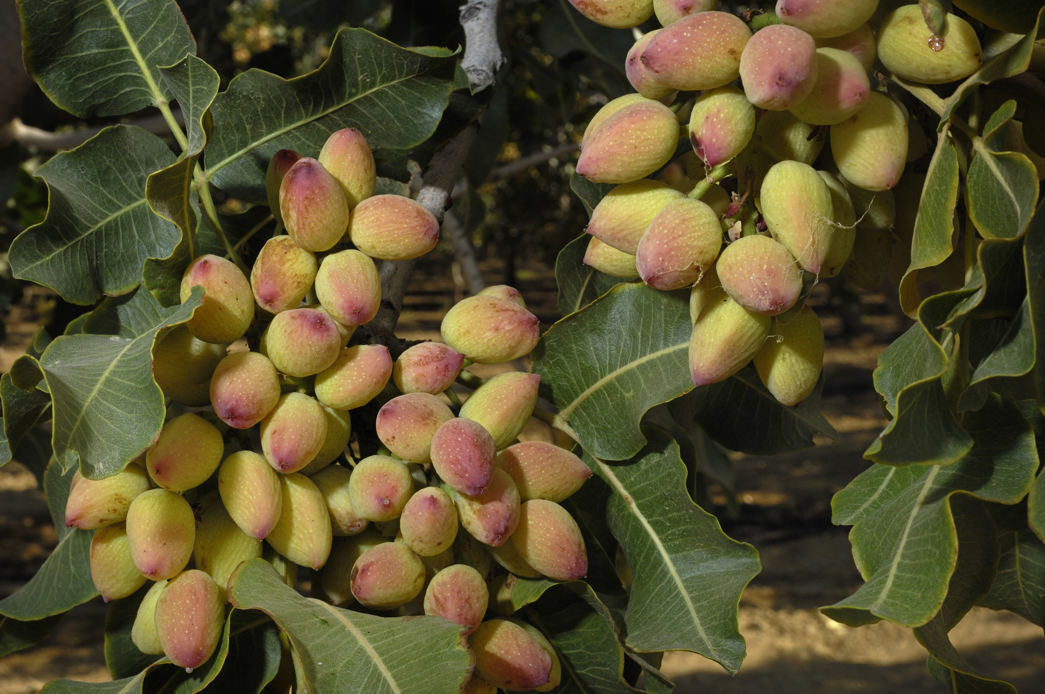 Bunches of what look like small reddish-yellow buds hanging on a bush