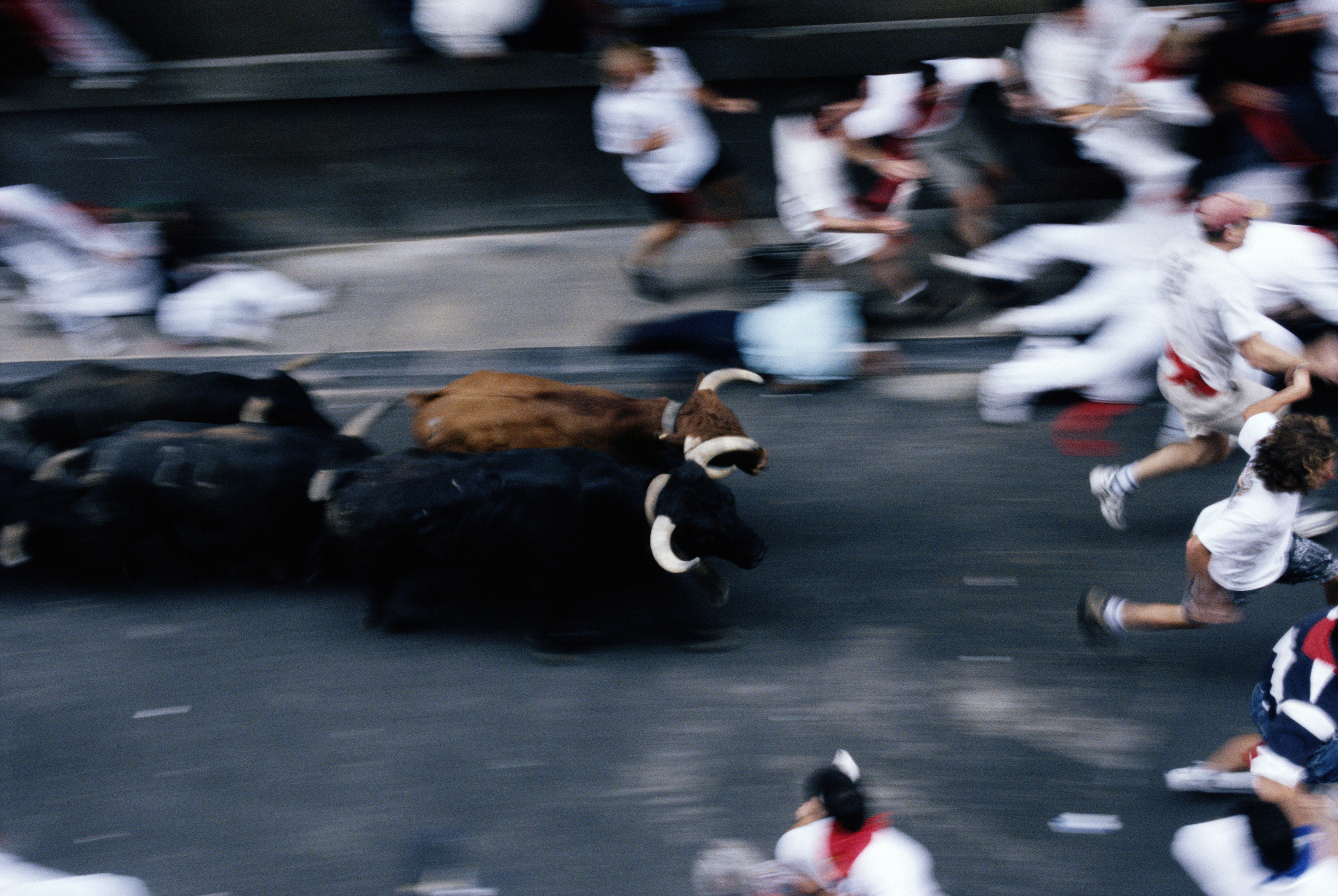 bulls charge after humans on a street