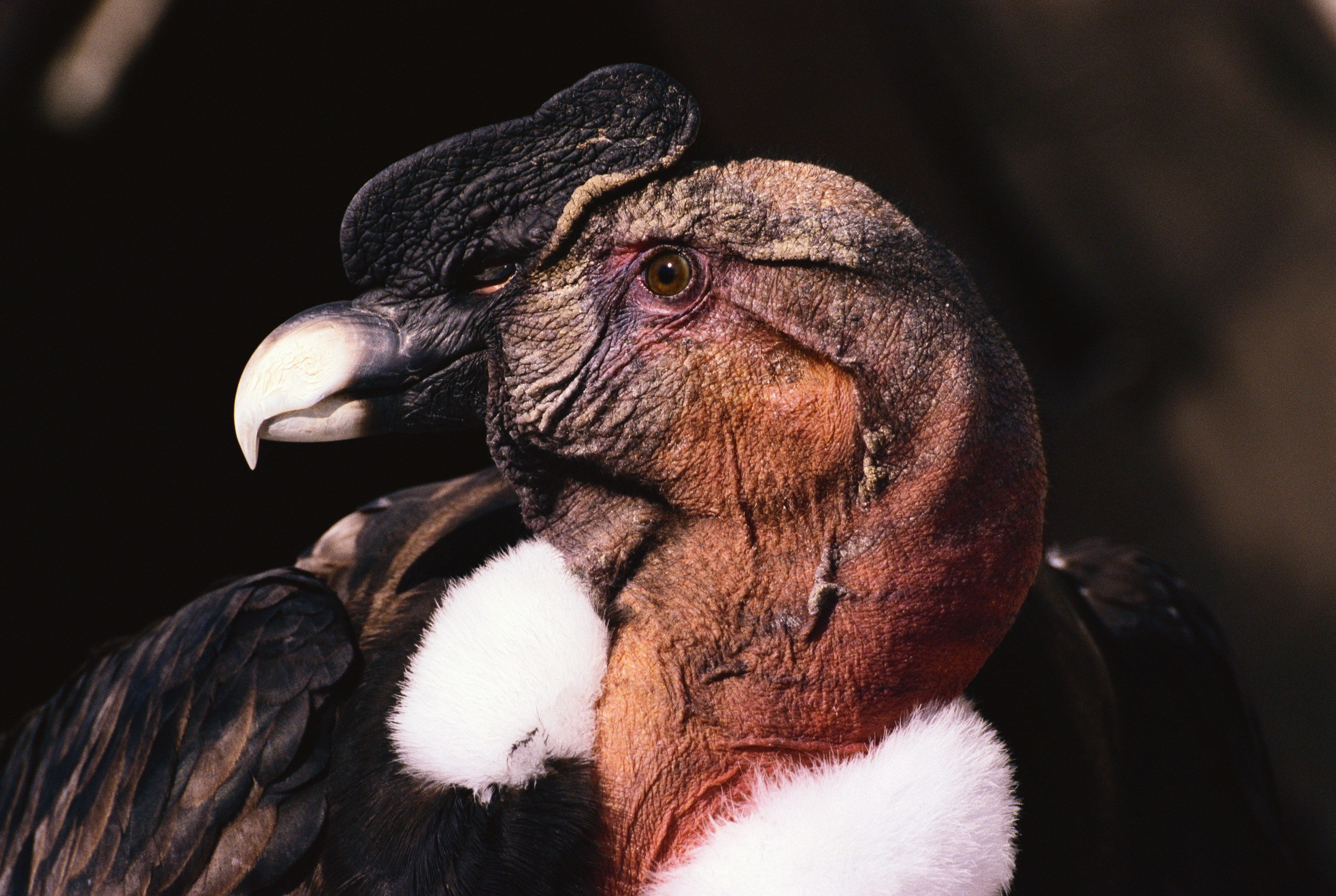 Andean condor with a white beak