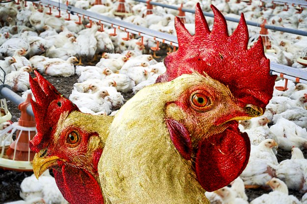 Avian Flu Has Jumped To Mammals. What Experts Say About Its