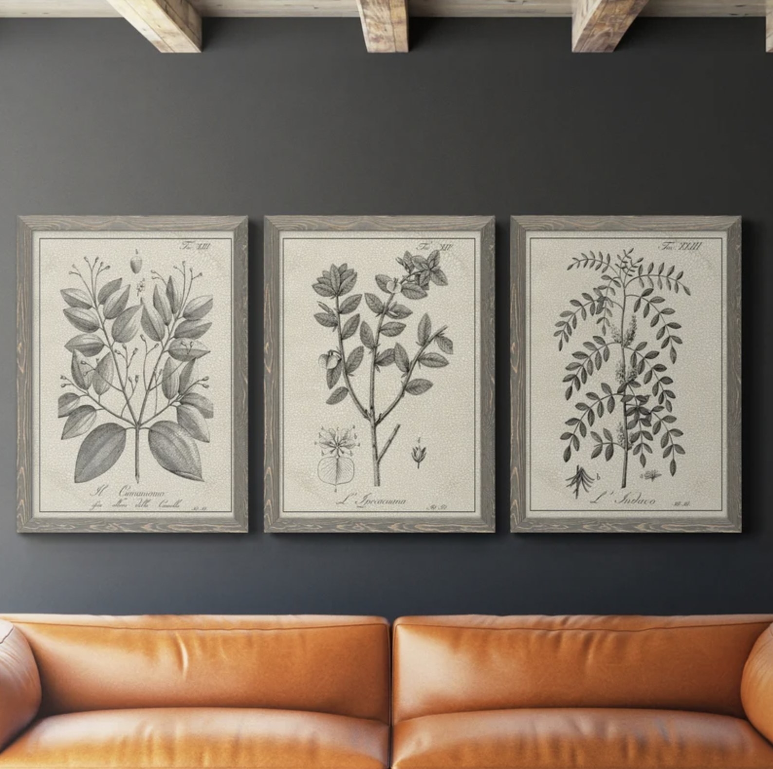 Three framed illustrations of botanicals hanging above a brown leather couch