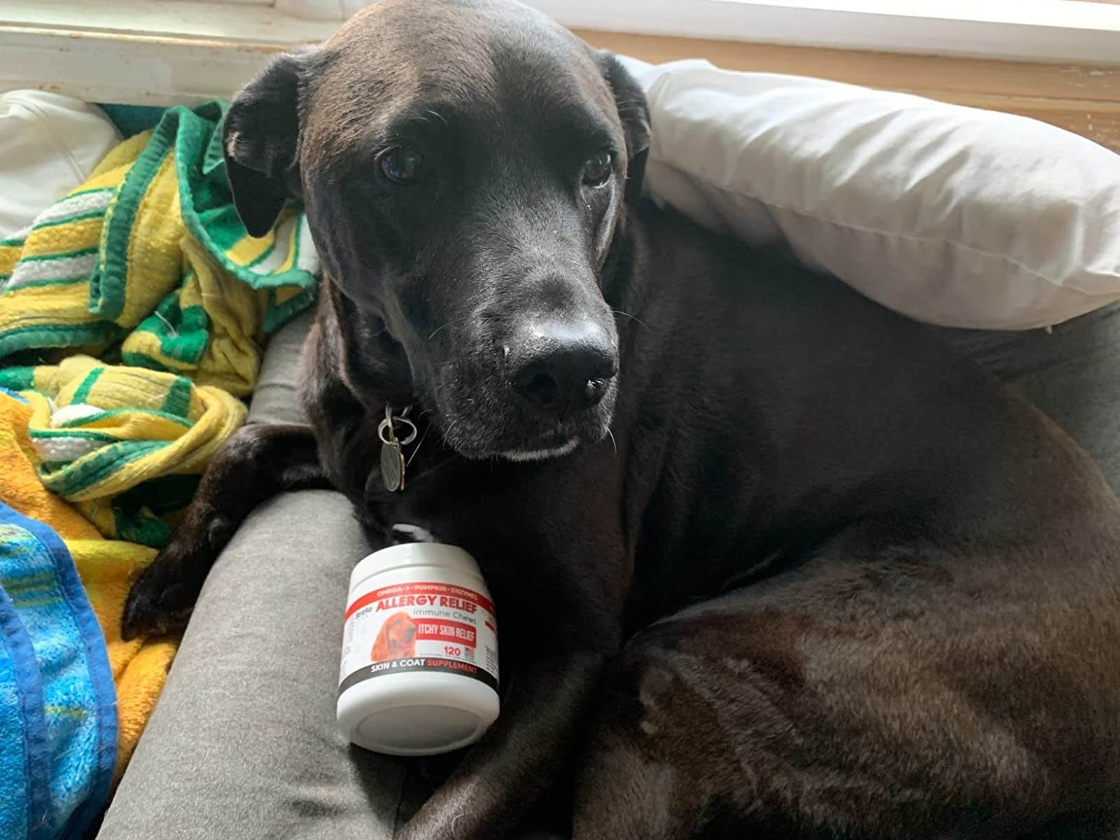 Reviewer&#x27;s black lab with white bottle of anti itch treats