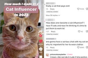 Cat influencer Princess Honey Belle