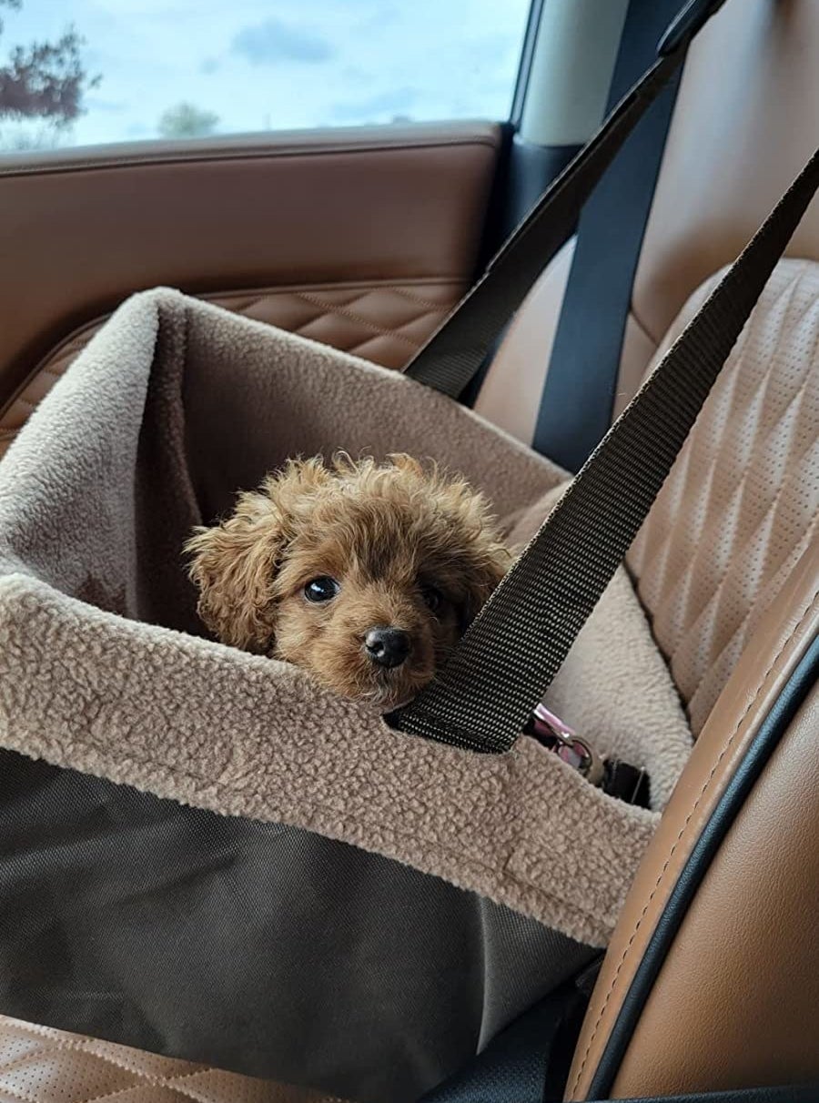 Reviewer&#x27;s puppy in brown dog car seat