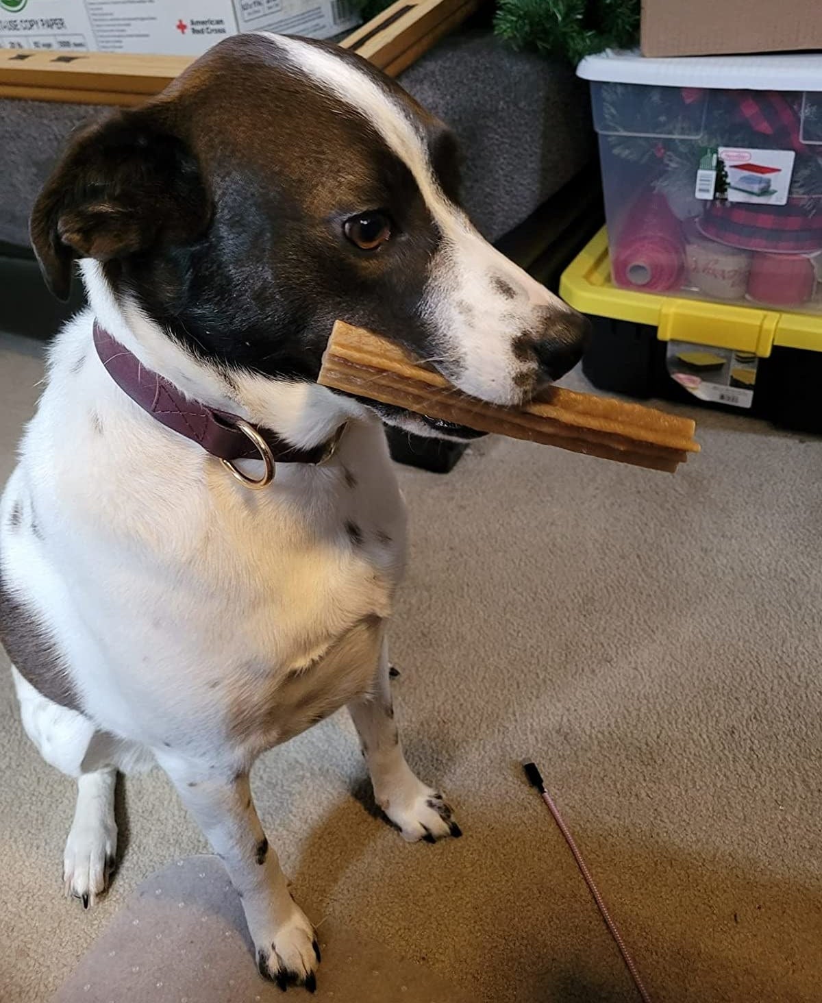 Reviewers dog holding dental treat in mouth