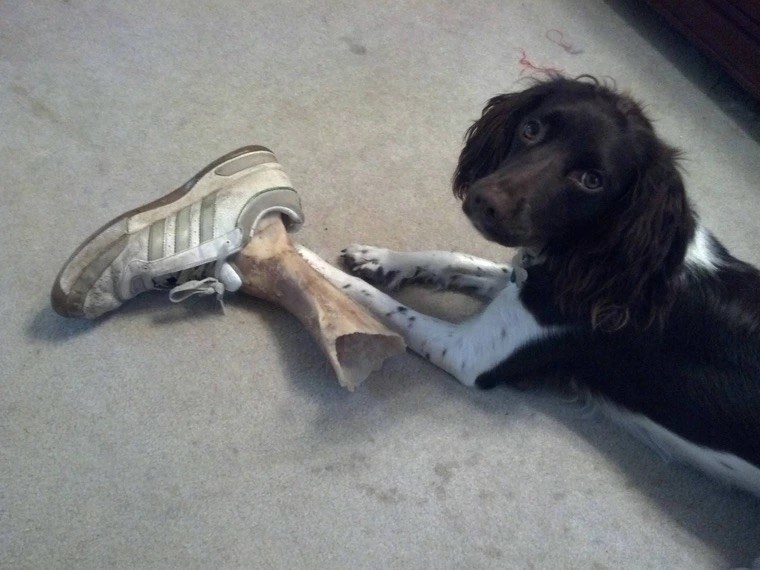 A dog next to its bone inside a shoe, making it look like a severed human leg
