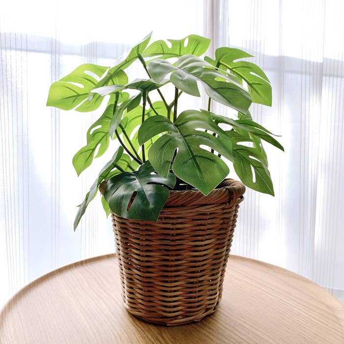 IKEA（イケア）のおすすめのインテリア「FEJKA フェイカ人工観葉植物 室内/屋外用  モンステラ」