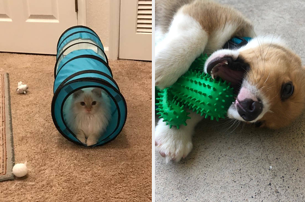 a reviewer's white cat in the blue tunnel / reviewer's corgi puppy gnawing on cactus toy