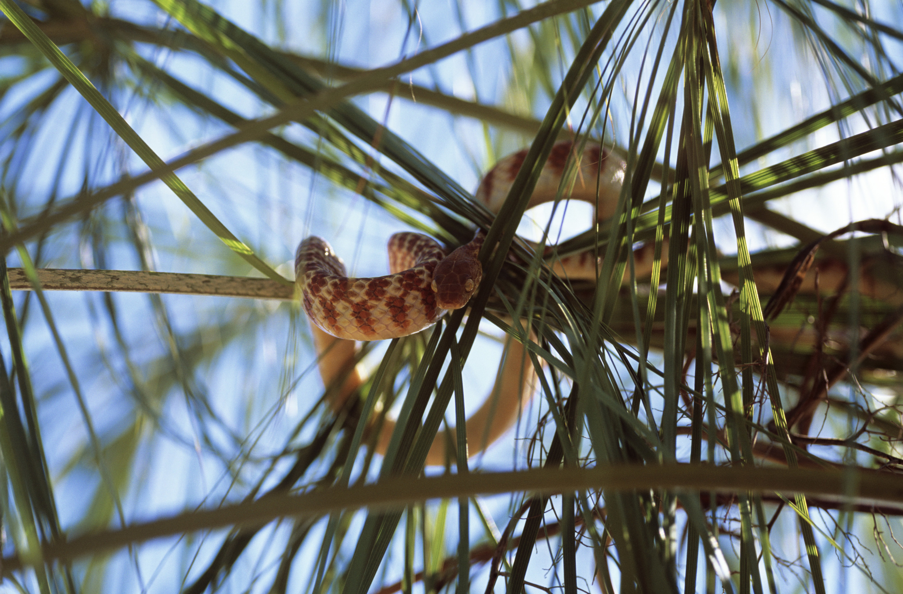 a snake moves on a tree branch