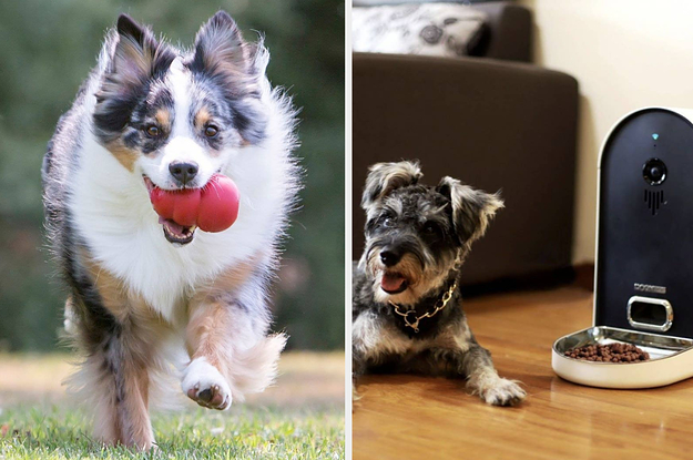a kong toy and an automatic pet feeder
