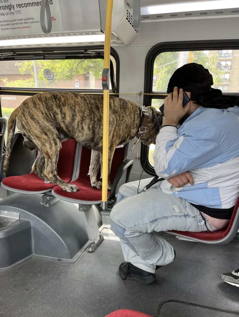A big dog on a bus