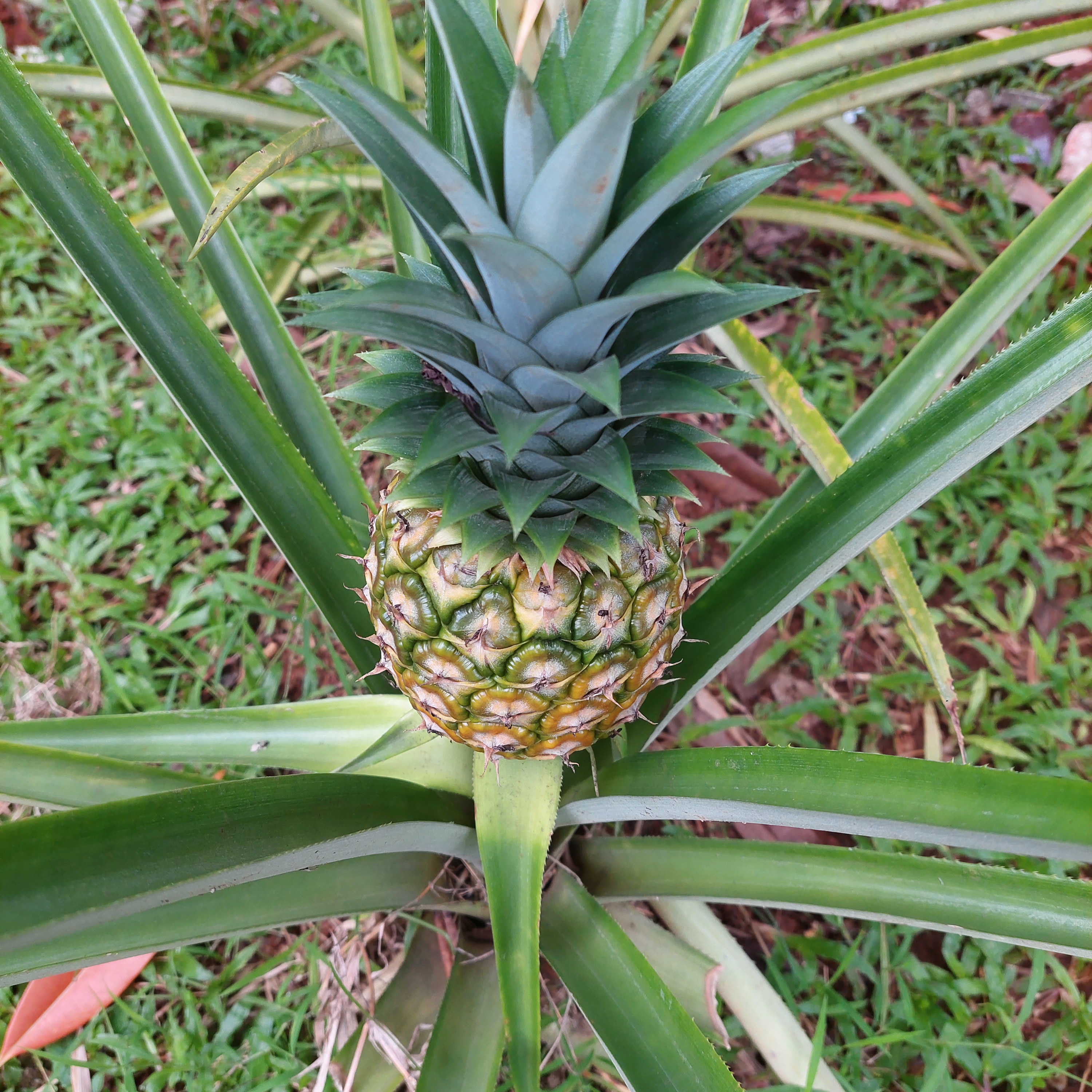Pineapple plants starting to grow pineapples