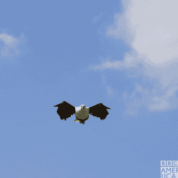 bald eagle flying