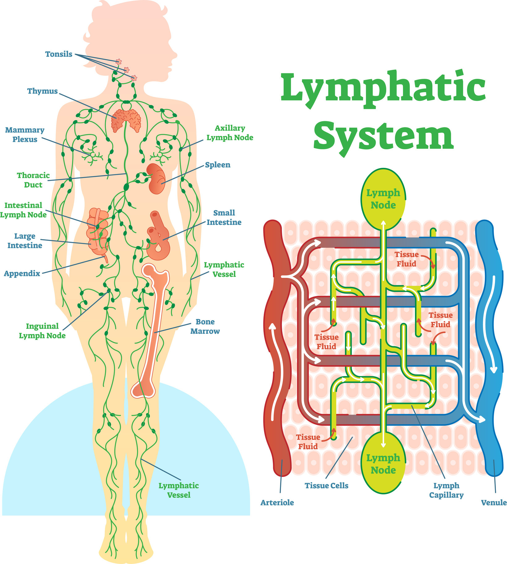 Diagram of the lymphatic system