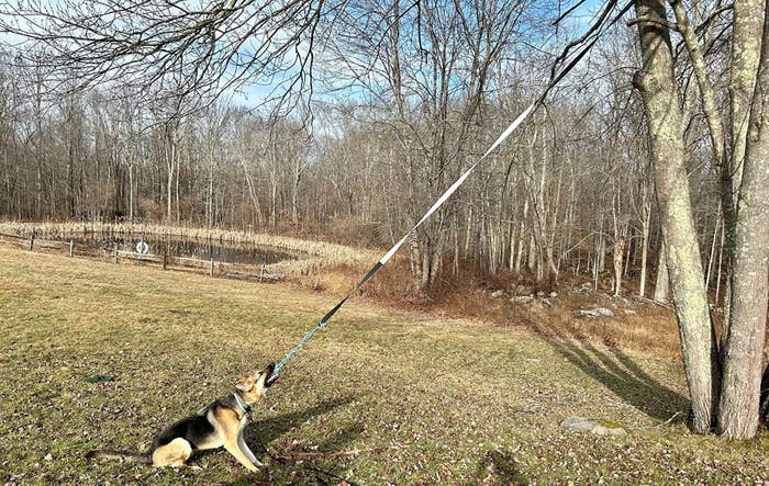 a reviewer photo of a German shepherd playing with the toy attached to a tree