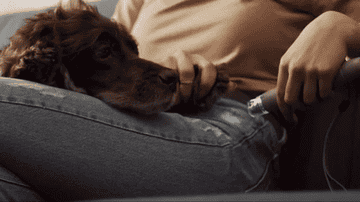 a gif of a person using the nail grinding tool on a brown dog