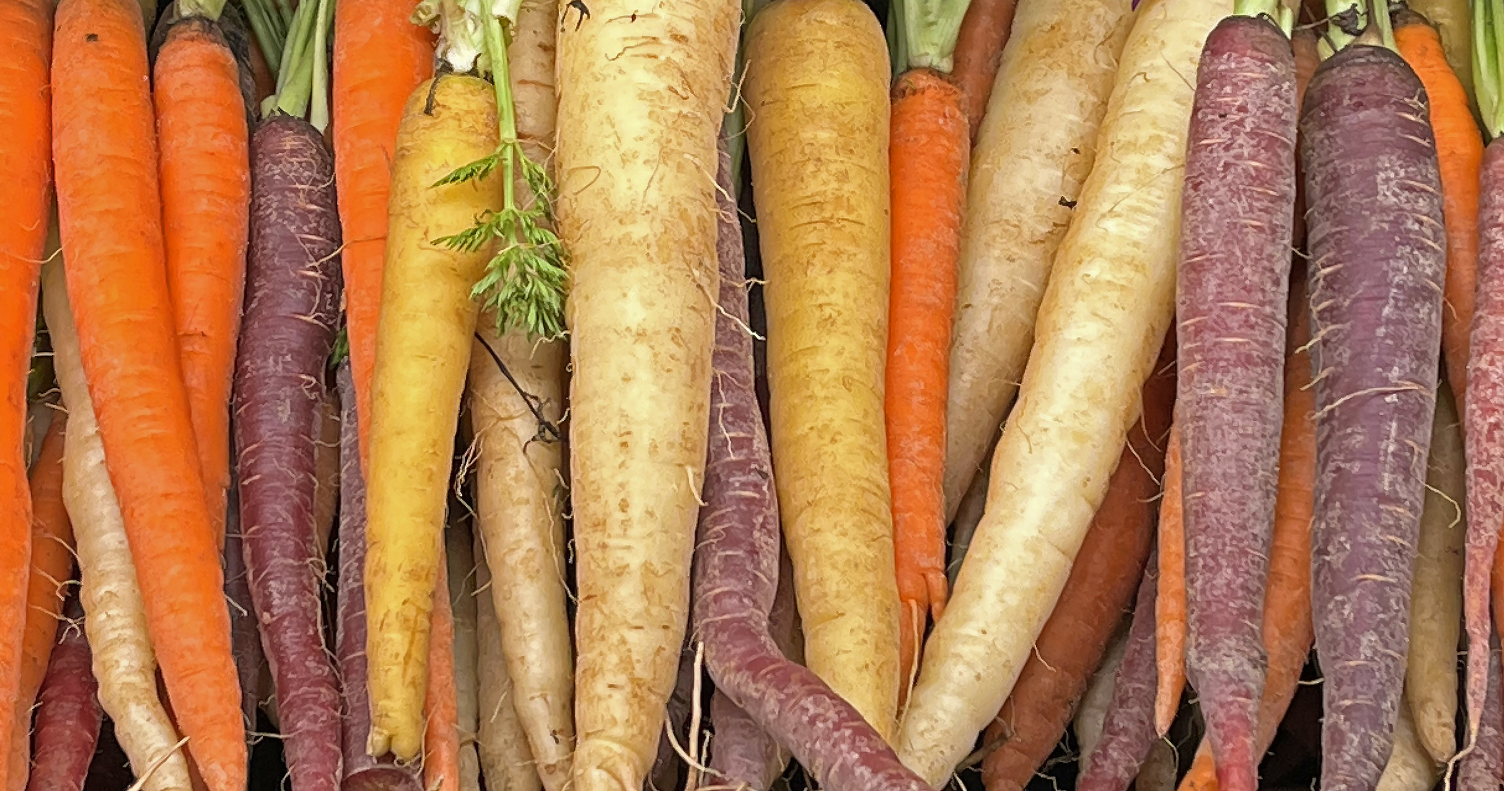 Variety of colored organic carrots