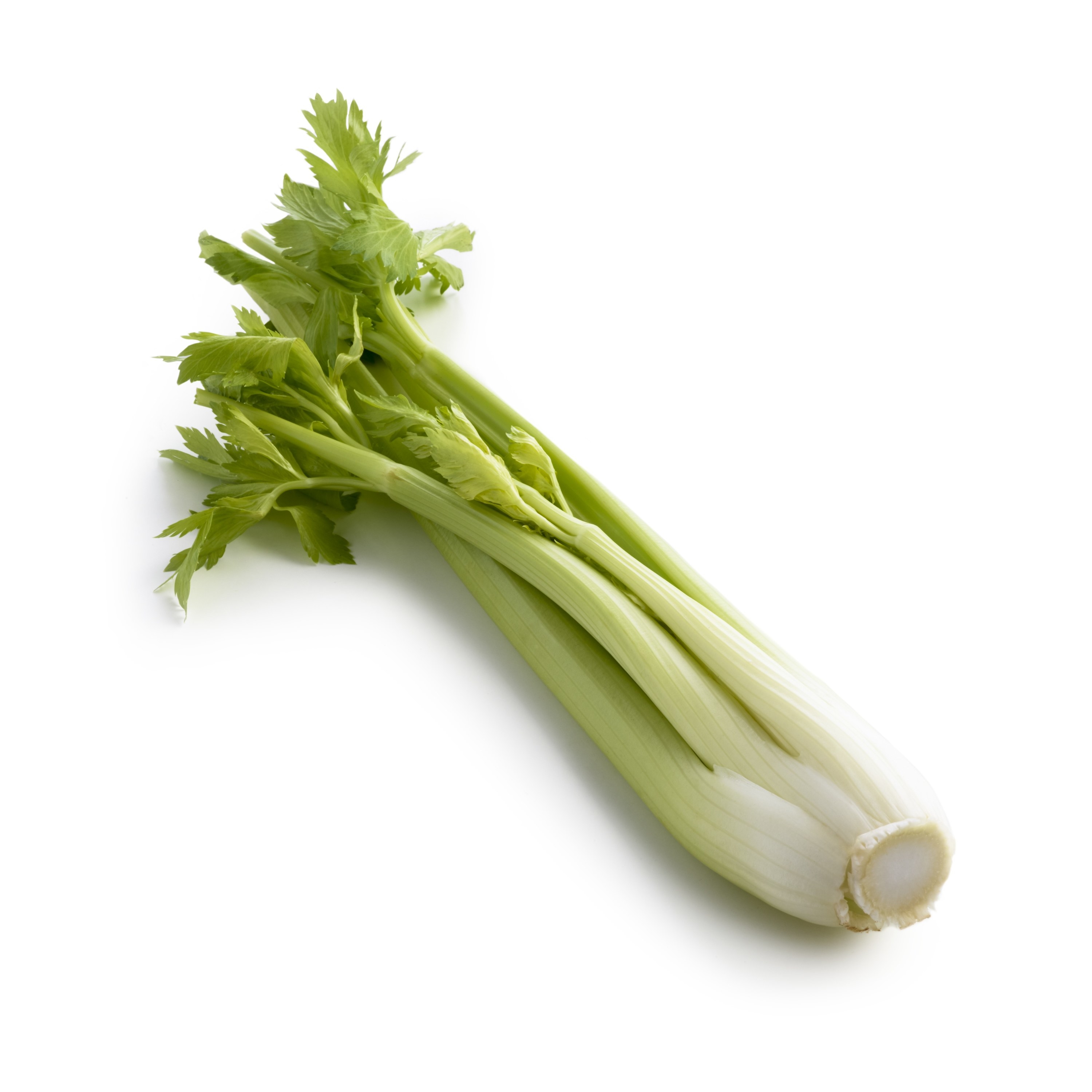 stalk of celery