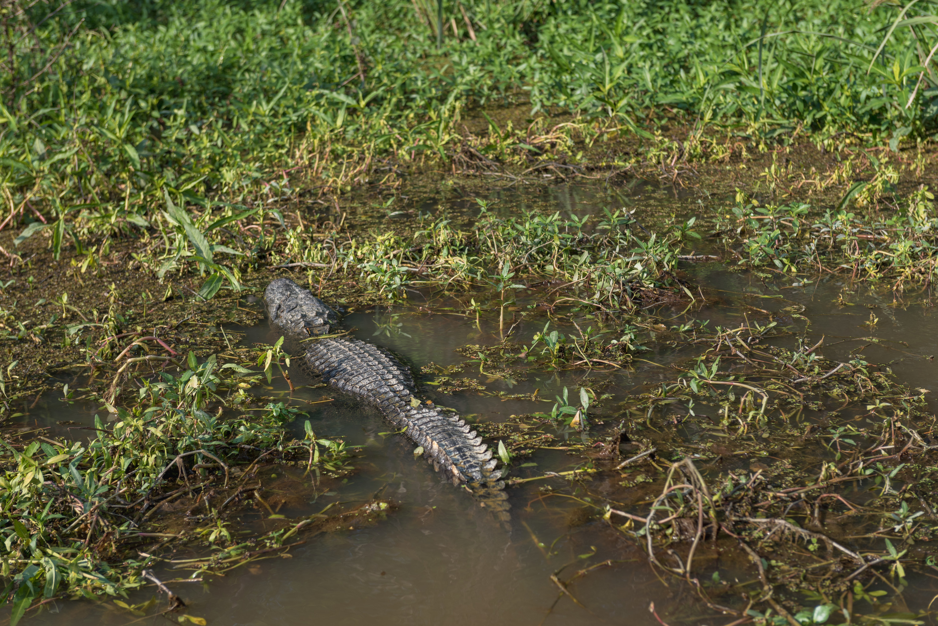 alligator in a louisiana swamp