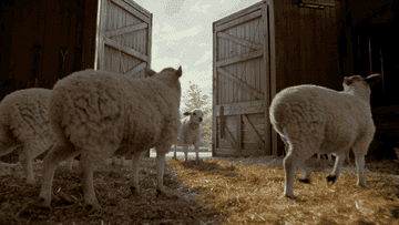 sheep entering a barn full of other sheep