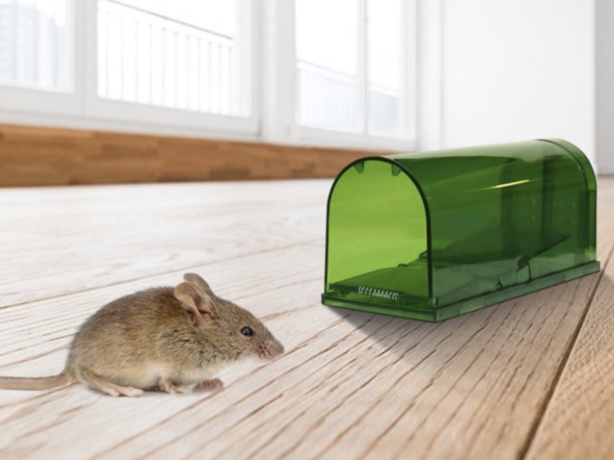 A mouse next to the green mouse trap