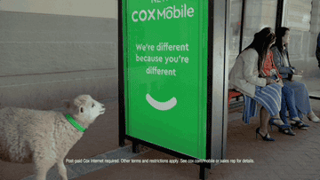 sheep looking at a Cox Mobile ad