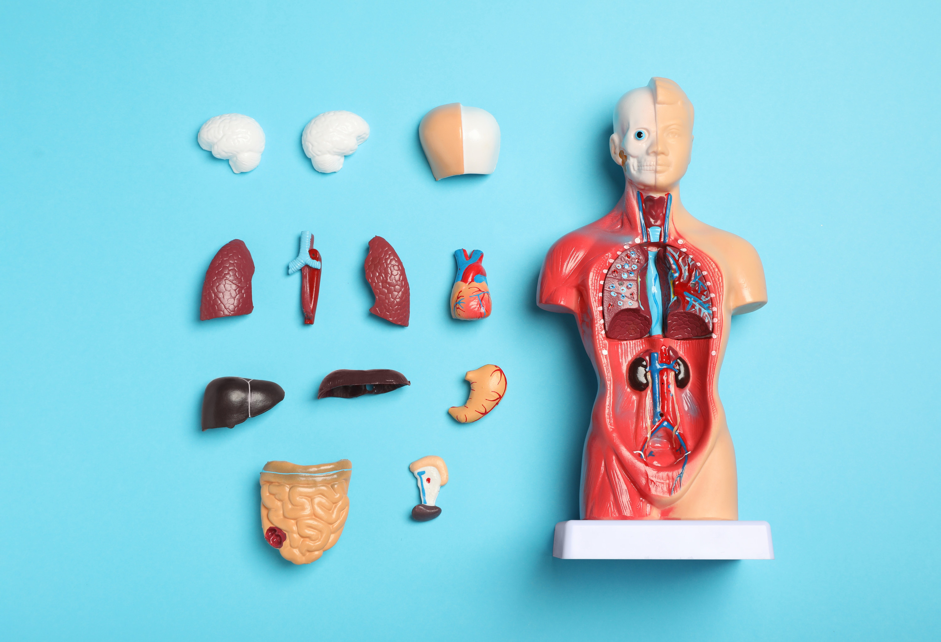 parts of the body laid out next to a realistic model