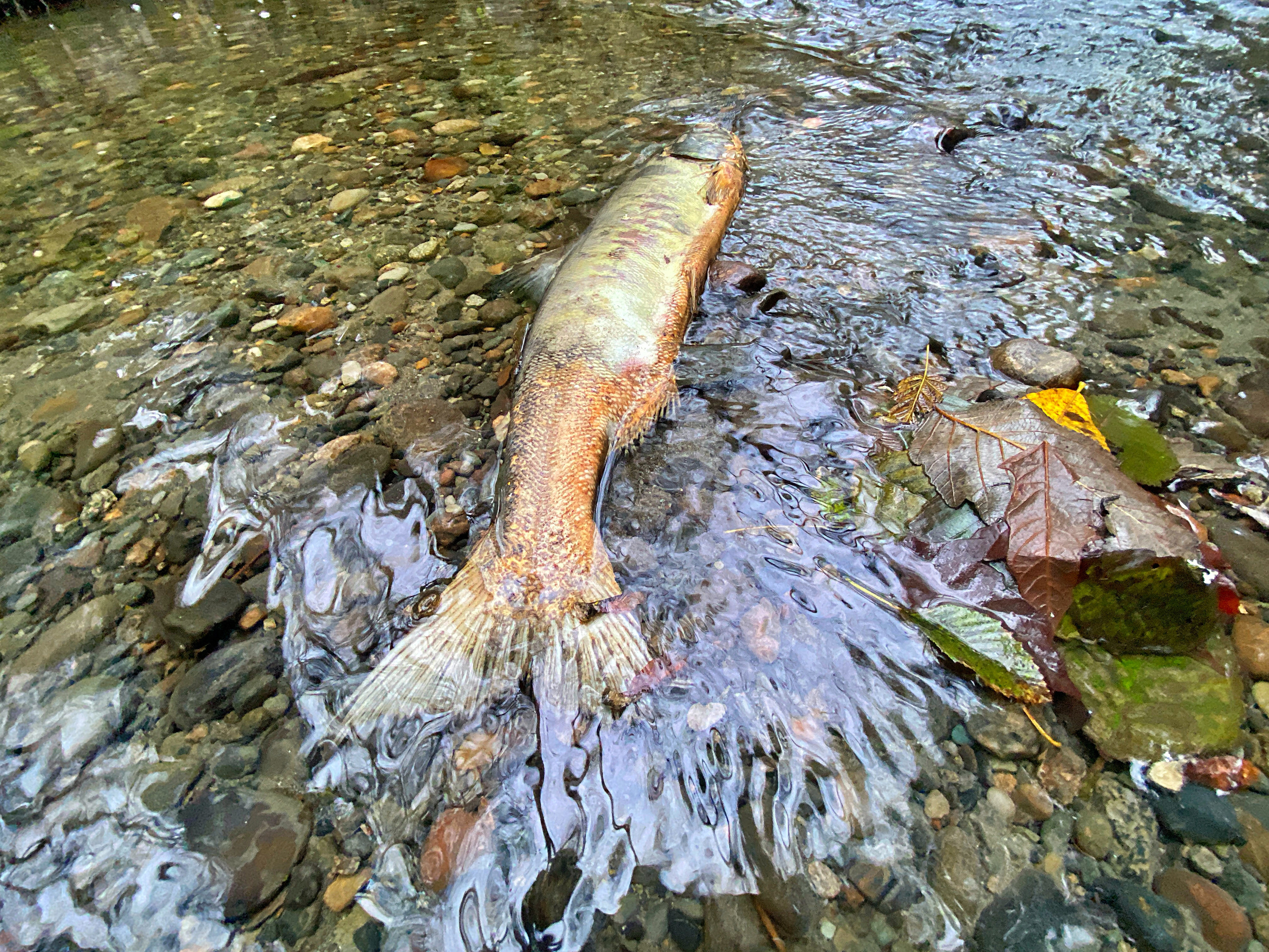 salmon in a stream in seattle