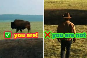 two images: on the left is a buffalo in a field. on the right is a man in a cowboy hat, walking away from us in a field toward a large hole in the ground