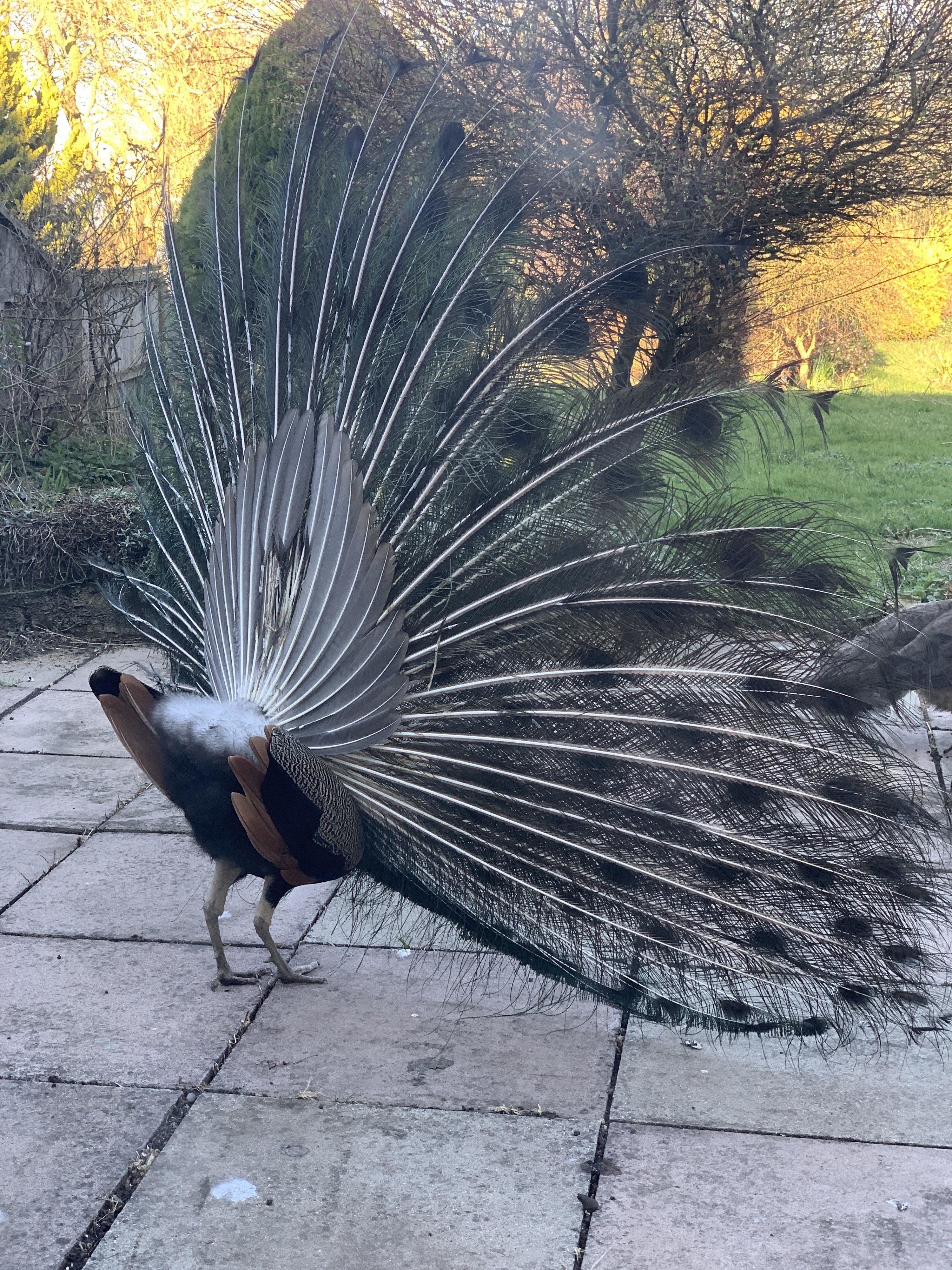 A peacock&#x27;s rear with the feathers in the back raised and the plumage in full effect