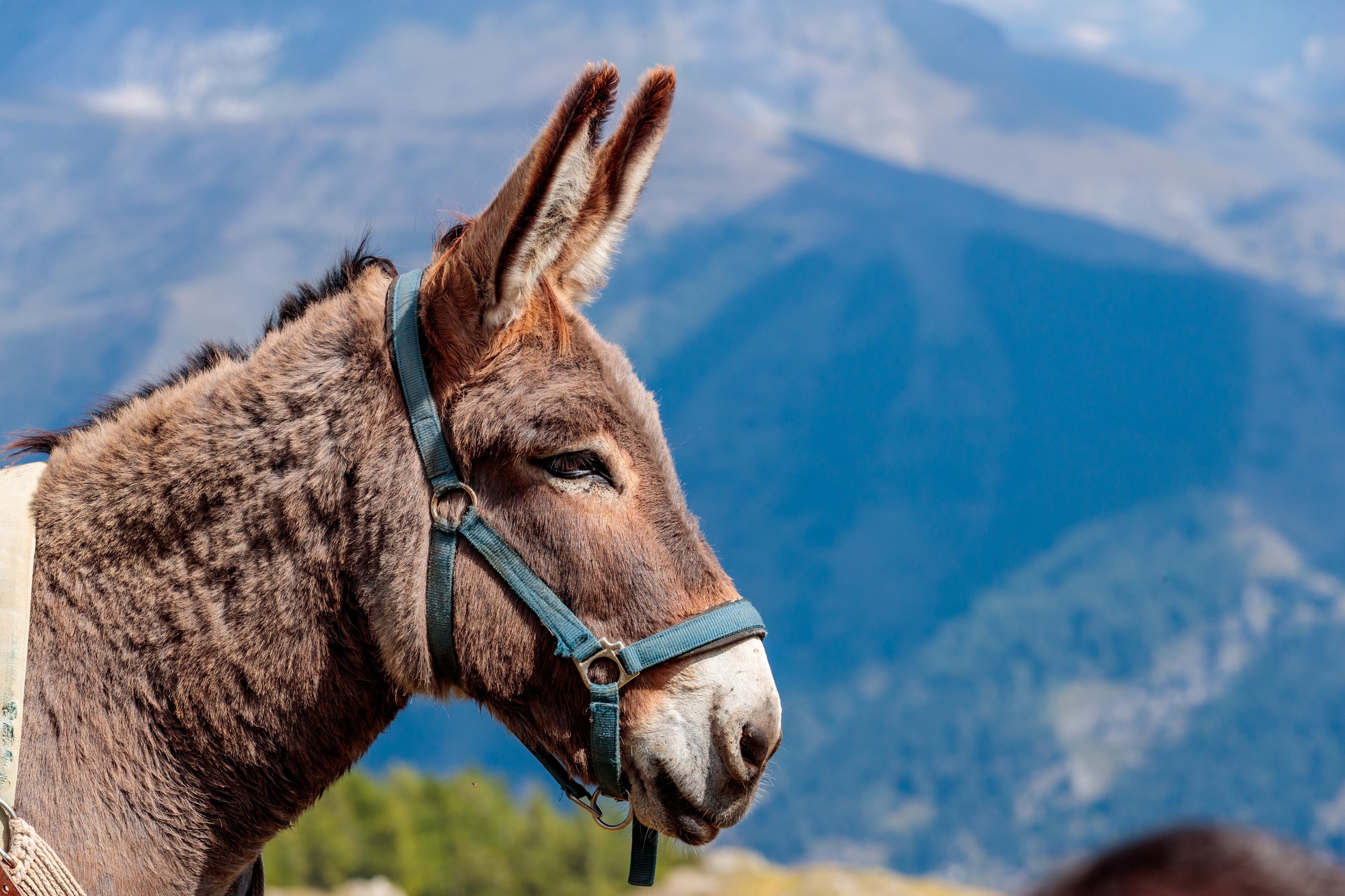 An image of a donkey&#x27;s side profile, with mountains in the background
