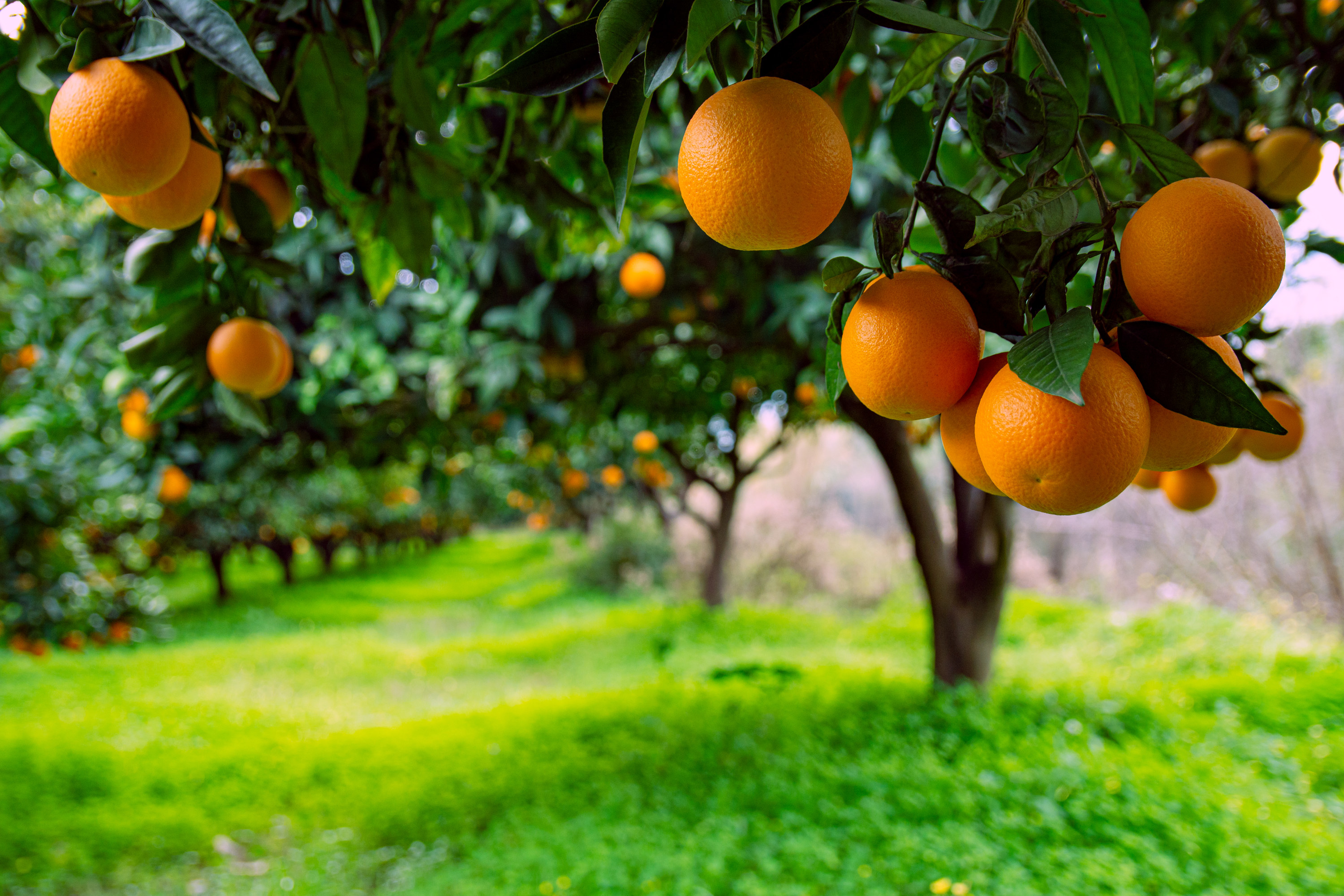 An image of two rows of orange trees with round, bright oranges hanging from the branches