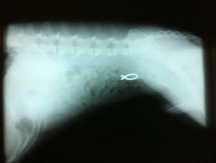 X-ray of a ring in a dog&#x27;s stomach