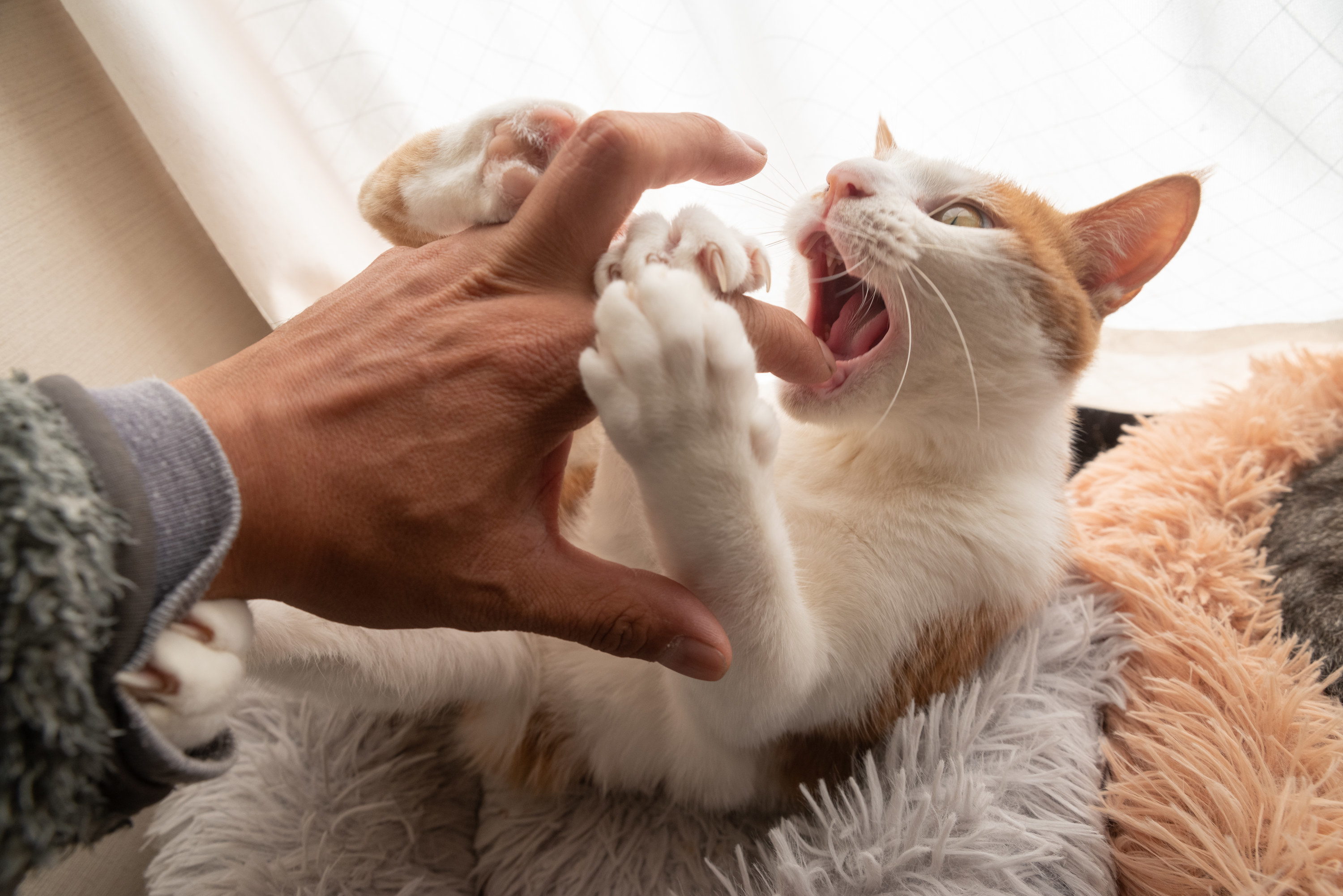An image of a white cat with ginger ears trying to bite a person&#x27;s hand