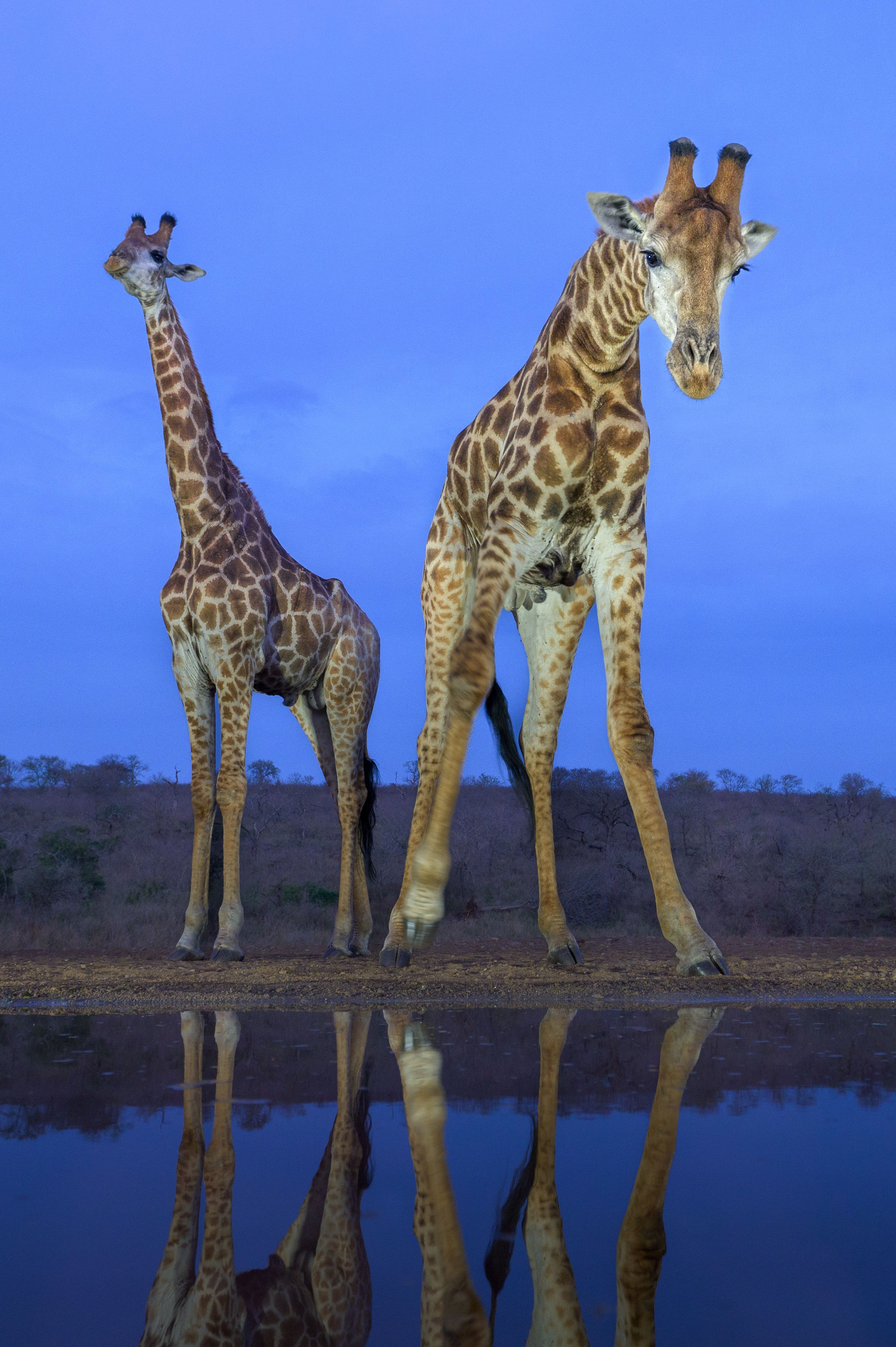 An image of two giraffes at the edge of water, looking at their reflections