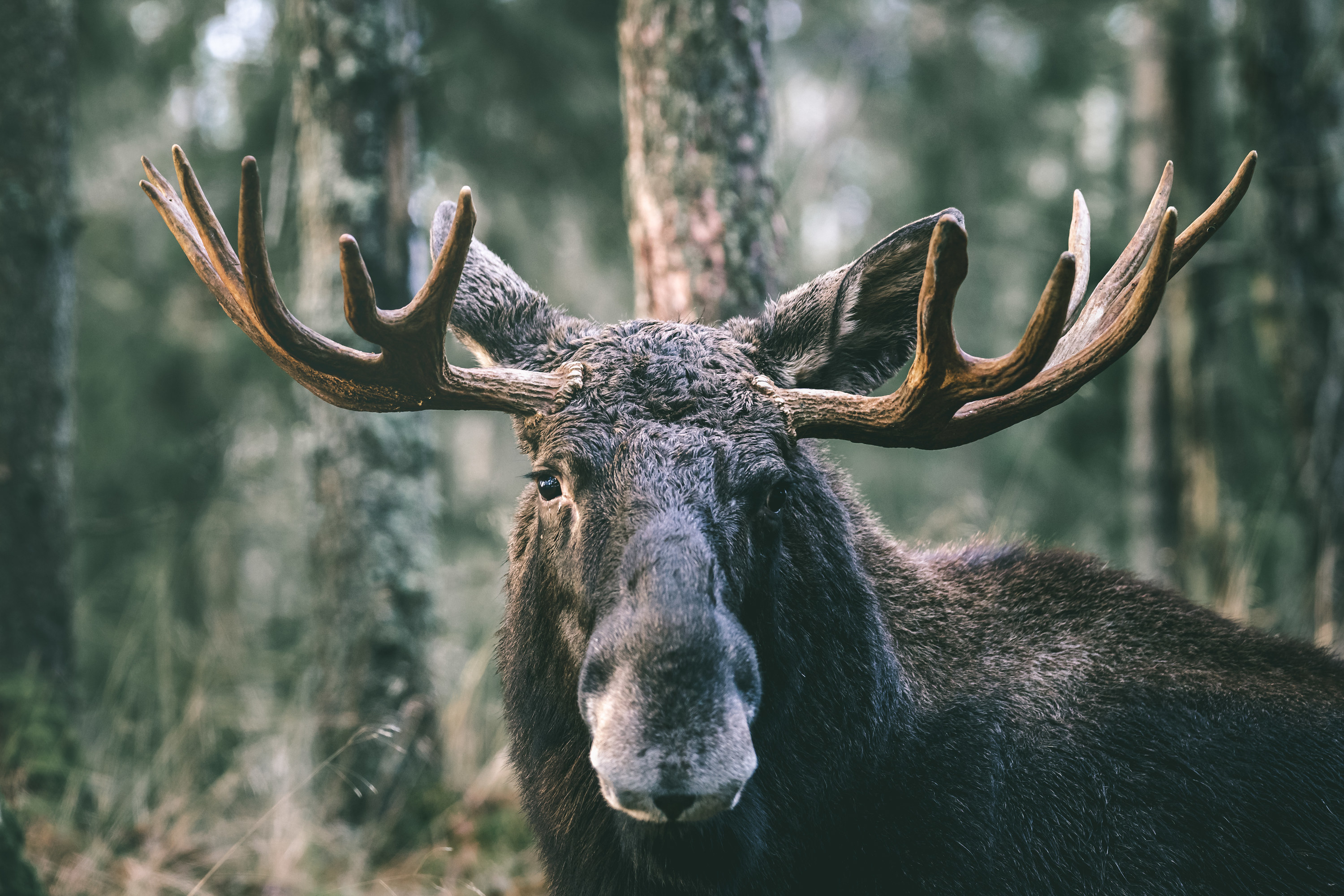 A head and shoulders image of a moose in the forest