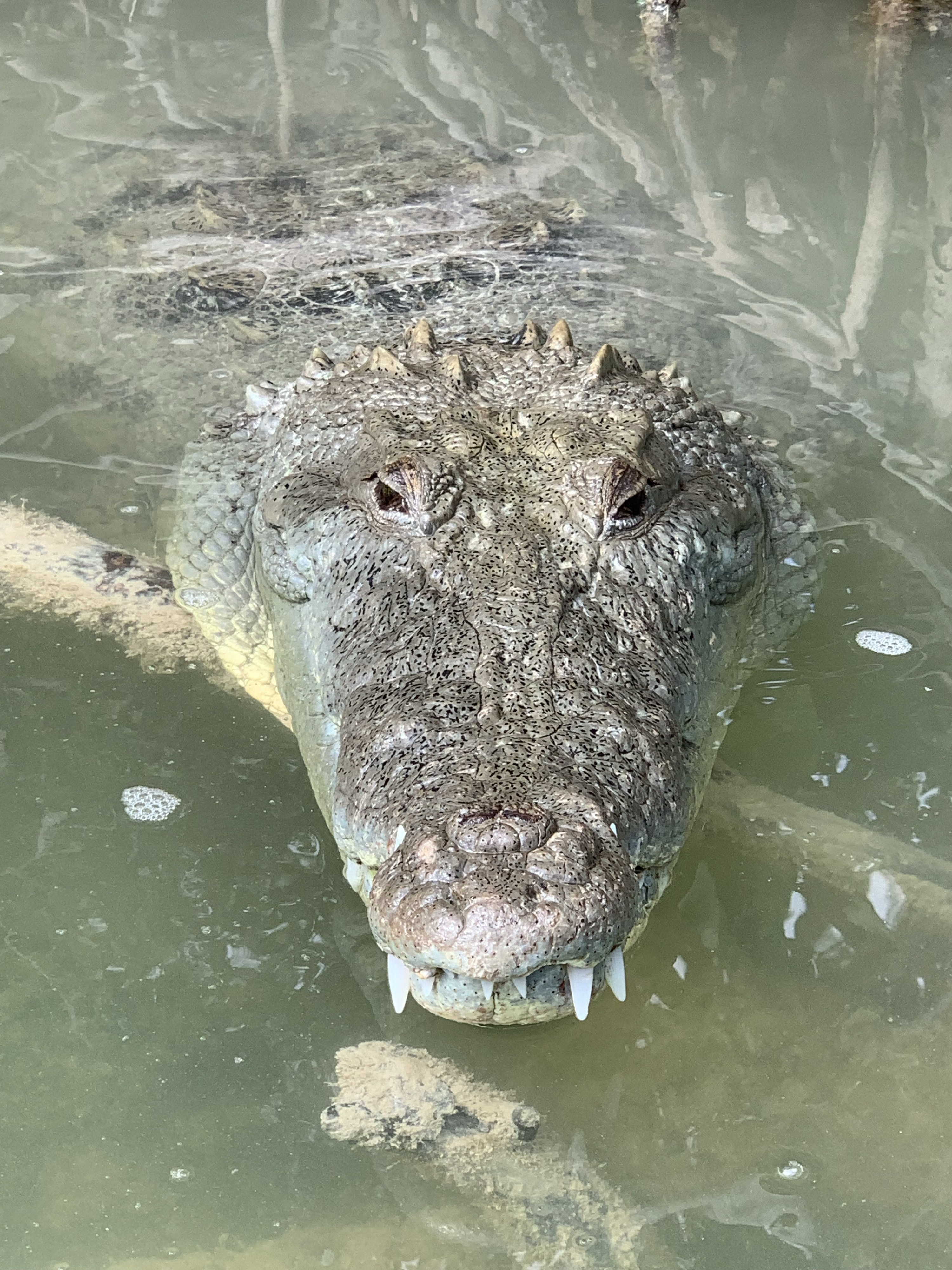 An image of an alligator&#x27;s head popping above water, resting on a log