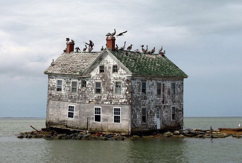 an old abandoned house at the edge of a small island covered in birds and falling apart