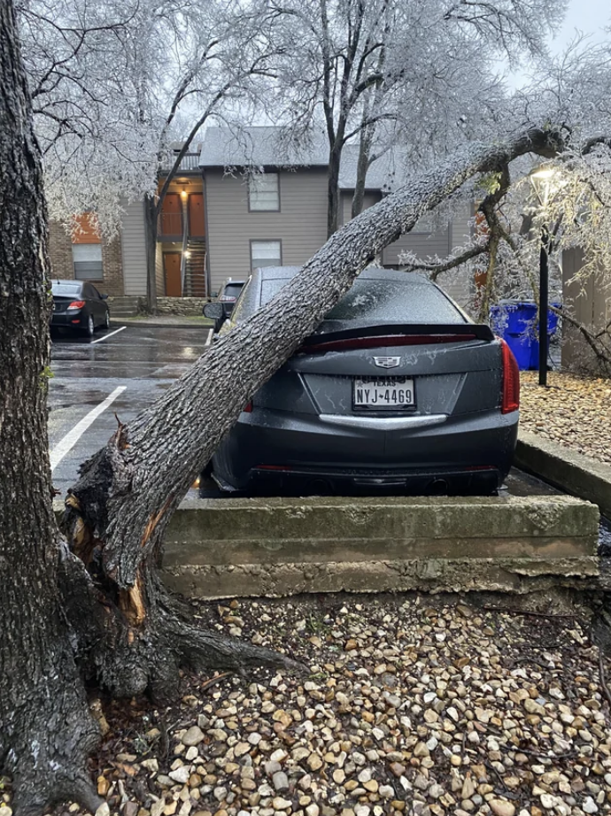 A tree on a car