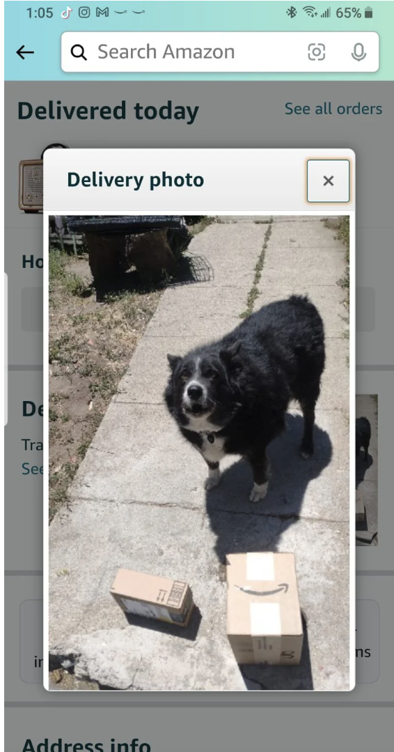 Packages in front of a dog