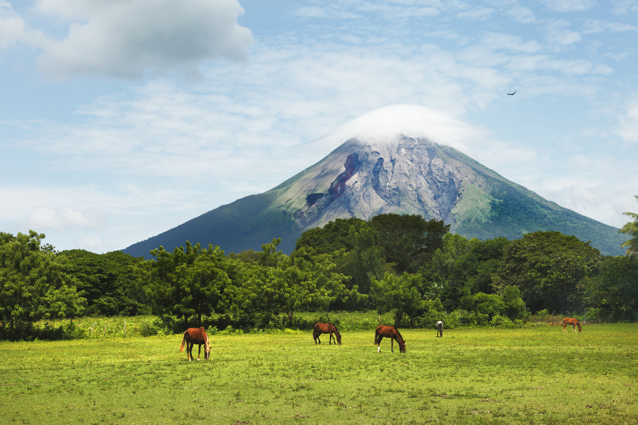 Horses glazing in front of a volcano.