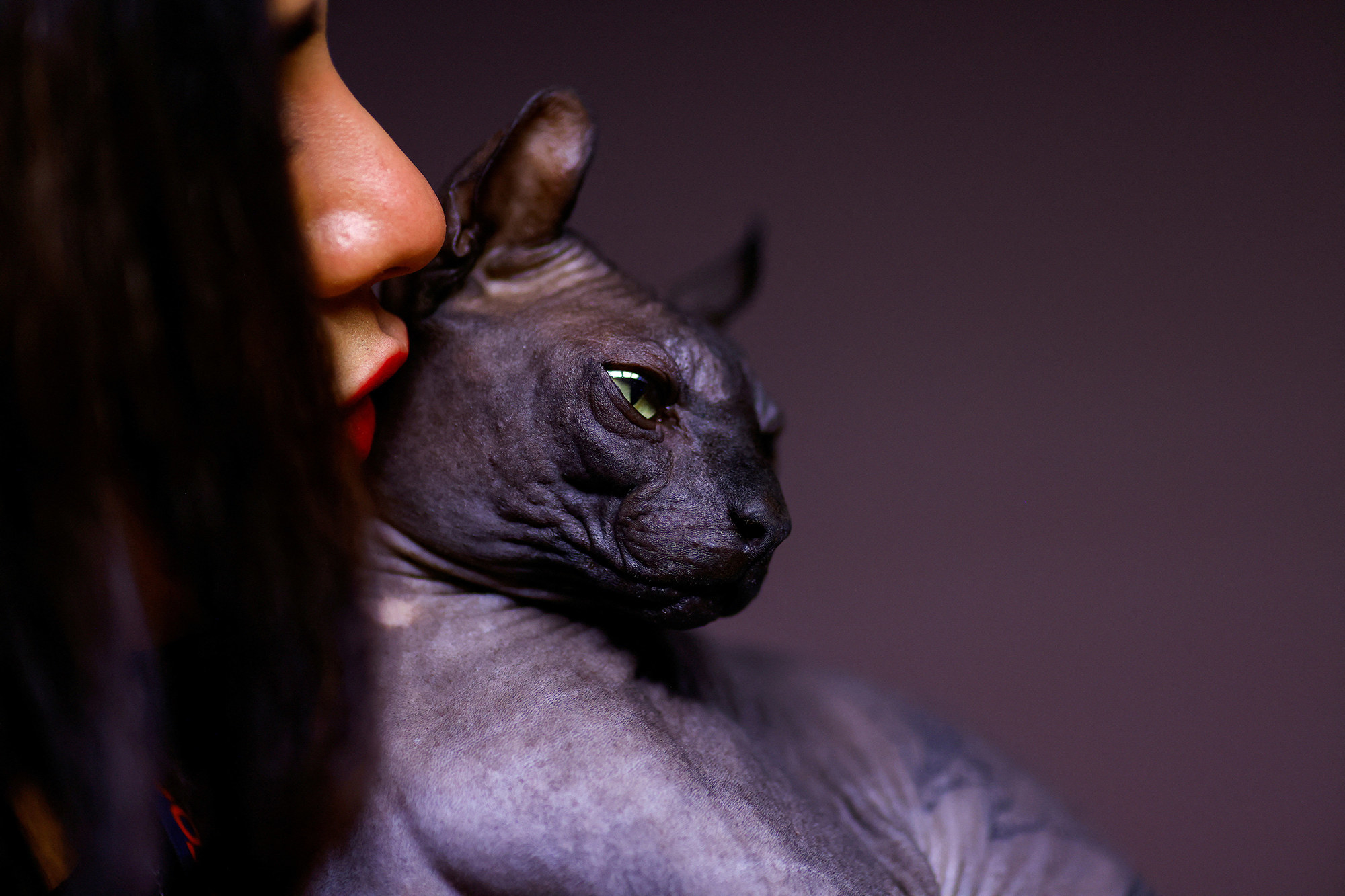 a wrinkly naked black sphynx cat