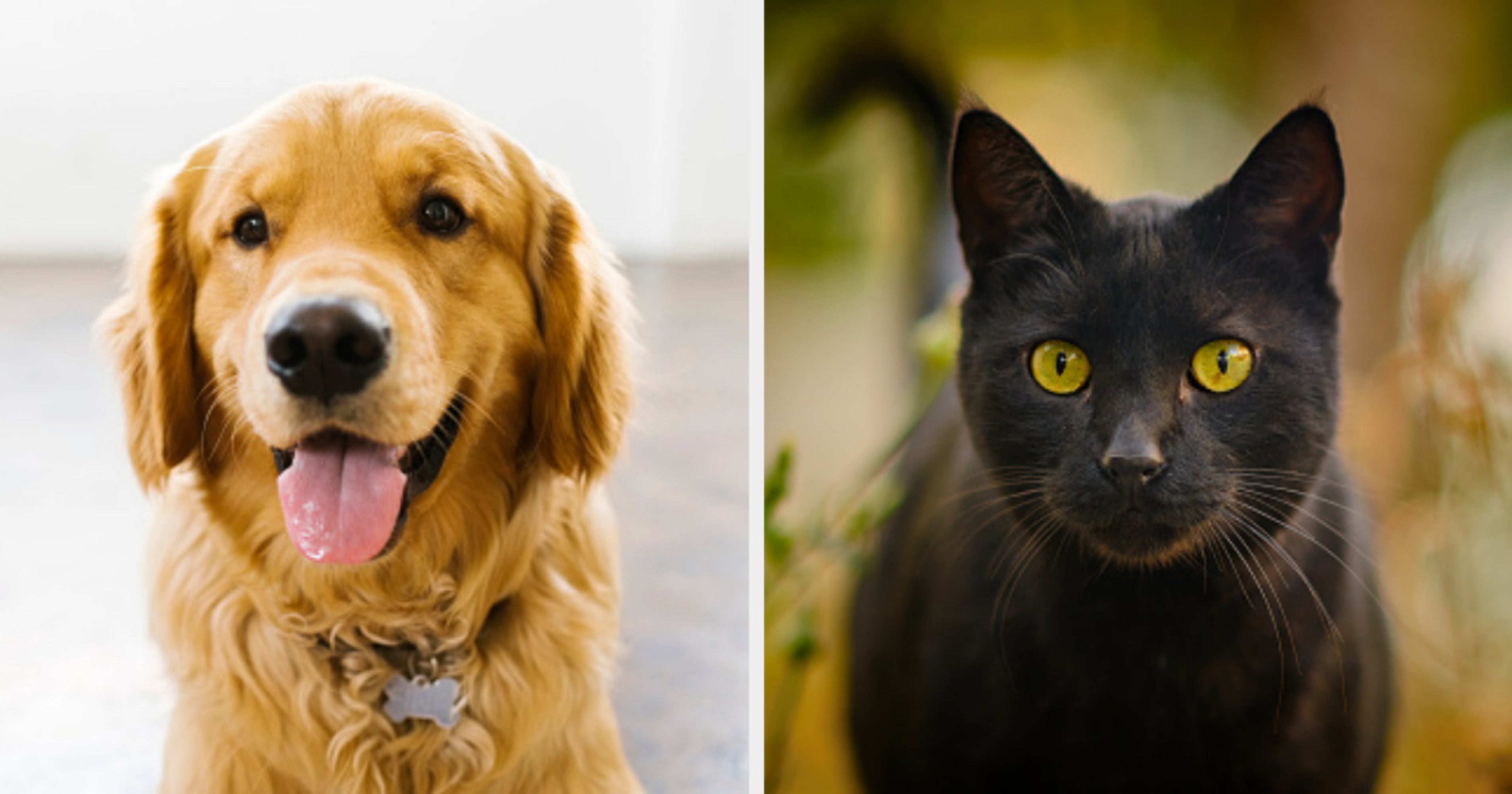 Am I A Golden Retriever Or Black Cat? Quiz