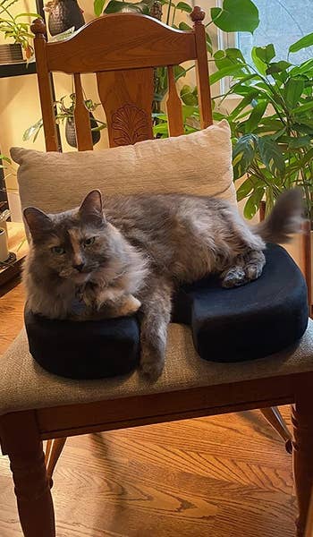 a cat sitting on the memory foam seat cushion