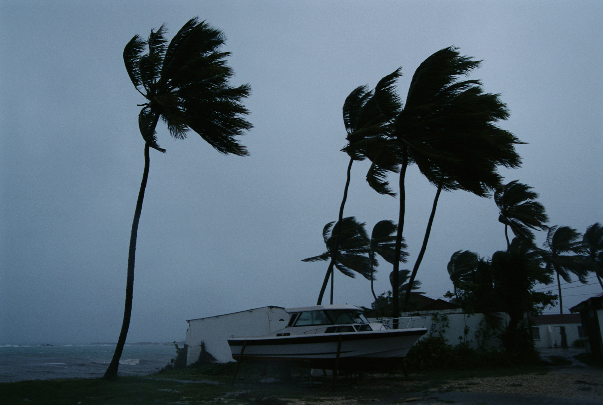 trees blowing violently in the wind