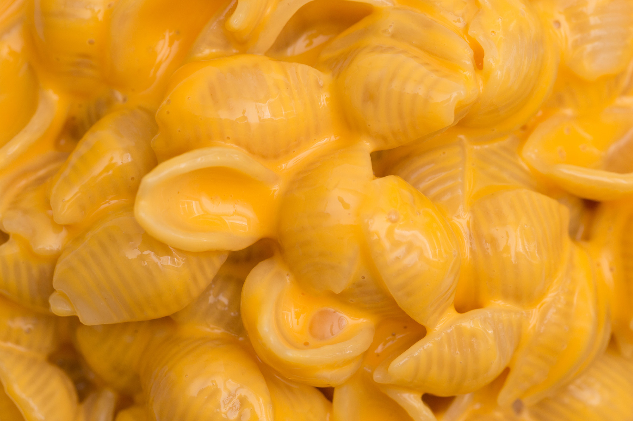 Creamy macaroni shells and cheese.