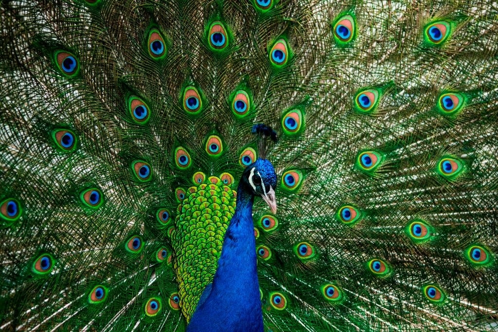 closeup of a peacock
