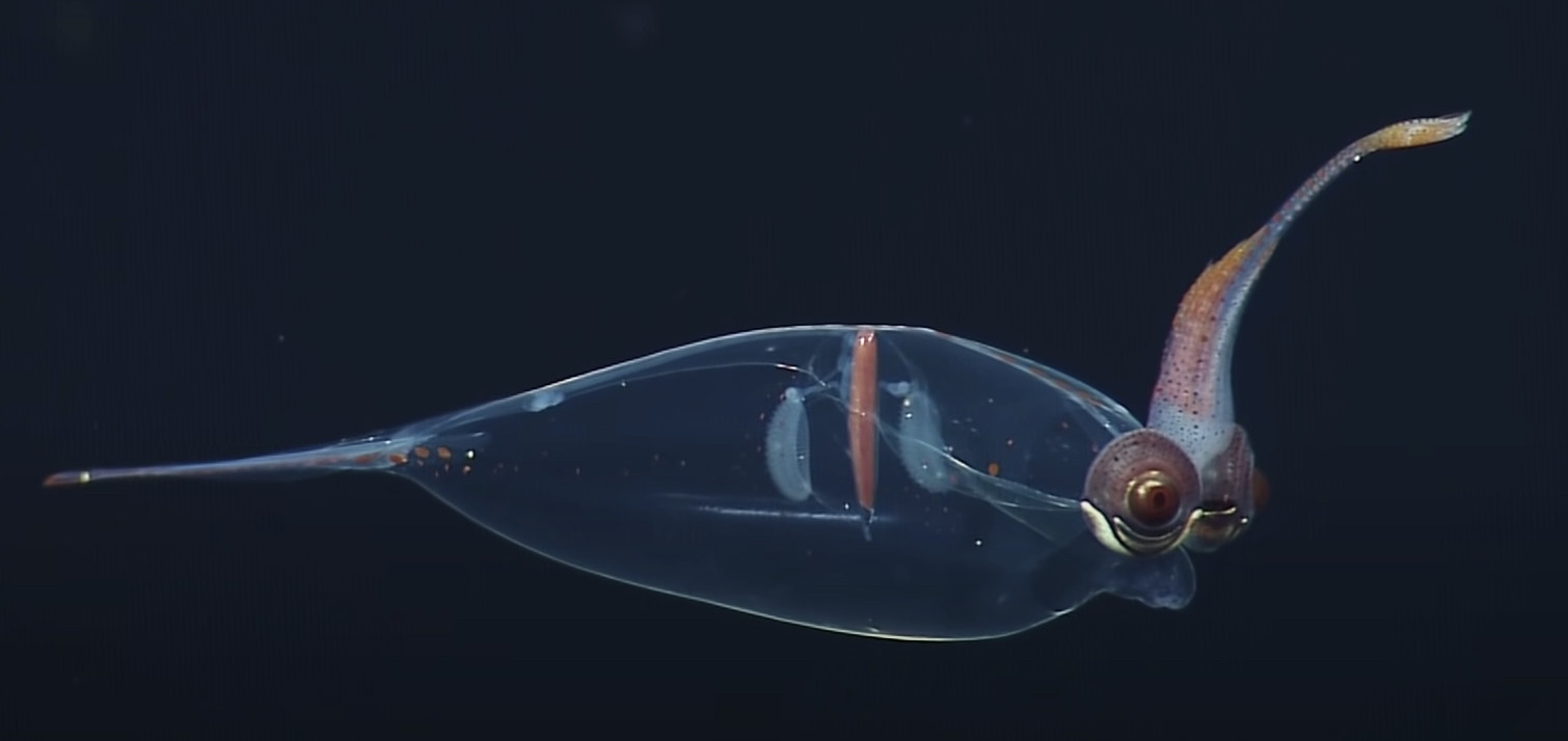 A small transparent squid